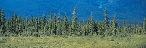 Framed Trees in Banff National Park Canada Print