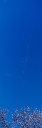 Framed Low angle view of a flock of birds flying in the sky Print