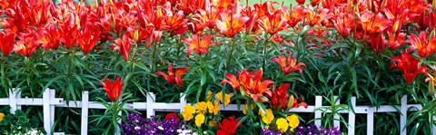 Framed Flowers in bloom, Alaska, USA Print