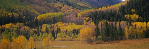 Framed Aspen trees in a field, Maroon Bells, Pitkin County, Gunnison County, Colorado, USA Print