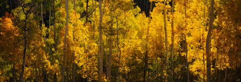 Framed Aspen trees in a forest, Telluride, Colorado Print