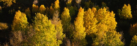 Framed High angle view of Aspen trees in a forest, Telluride, San Miguel County, Colorado, USA Print