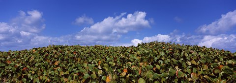Framed Sea grapes (Coccoloba uvifera) in a field, East End, Anguilla Print