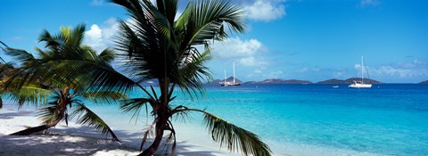 Framed Palm trees on the beach, Salomon Beach, Virgin Islands National Park, St. John, US Virgin Islands Print
