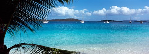 Framed Palm tree on the beach, Salomon Beach, Virgin Islands National Park, St. John, US Virgin Islands Print