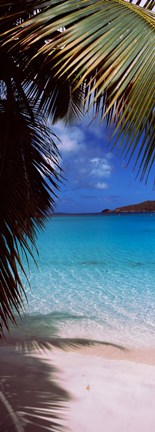 Framed Palm tree on the beach, Maho Bay, Virgin Islands National Park, St. John, US Virgin Islands Print