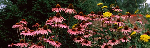 Framed Eastern Purple coneflower (Echinacea purpurea) in a forest Print