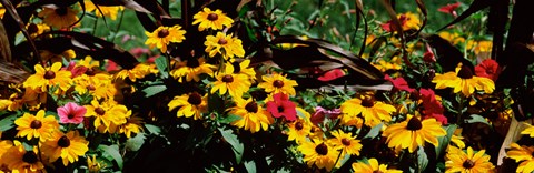 Framed Close-up of flowers growing in a field Print