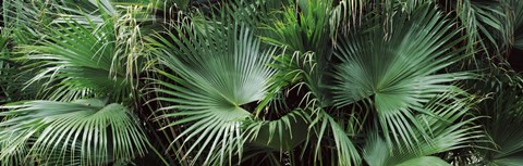 Framed Close-up of palm leaves, Joan M. Durante Park, Longboat Key, Florida, USA Print