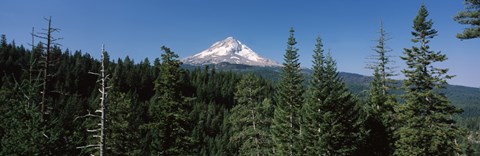 Framed Trees in a forest with mountain in the background, Mt Hood National Forest, Hood River County, Oregon, USA Print