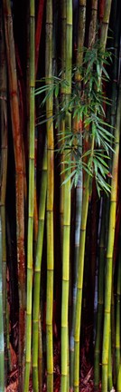Framed Close-up of bamboos, Kanapaha Botanical Gardens, Gainesville, Florida, USA Print