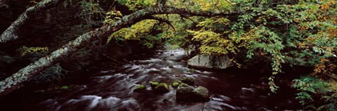 Framed Stream flowing through a forest, Adirondack Mountains, New York State, USA Print