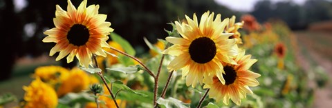 Framed Close-up of Sunflowers (Helianthus annuus) Print