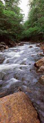 Framed River flowing through a forest, Moose River, Adirondack Mountains, New York State (vertical) Print