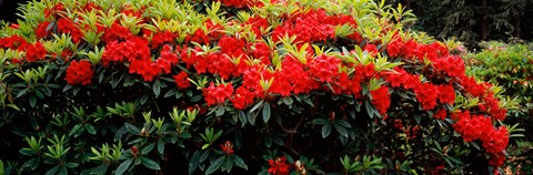 Framed Red Rhododendrons, Shore Acres State Park, Coos Bay, Oregon Print