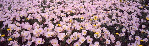 Framed Wildflowers Galveston TX USA Print