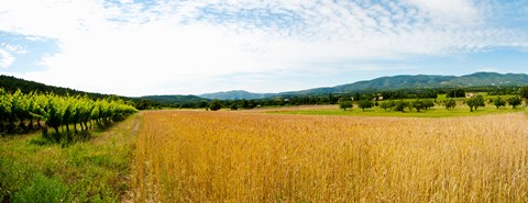 Framed Wheat field with vineyard along D135, Vaugines, Vaucluse, Provence-Alpes-Cote d&#39;Azur, France Print