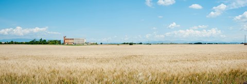 Framed Wheat field with grain elevator near D8, Plateau de Valensole, Alpes-de-Haute-Provence, Provence-Alpes-Cote d&#39;Azur, France Print