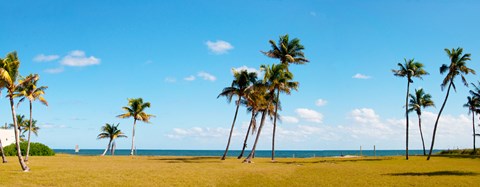 Framed Palm trees on the beach, Lauderdale, Florida, USA Print