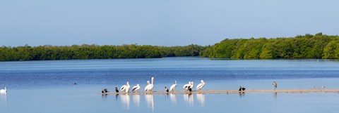 Framed White pelicans on Sanibel Island, Florida, USA Print
