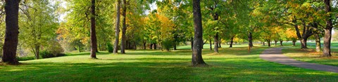 Framed Trees in autumn, Blue Lake Park, Portland, Multnomah County, Oregon, USA Print