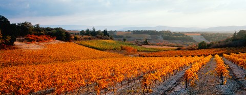 Framed Vineyards in the late afternoon autumn light, Provence-Alpes-Cote d&#39;Azur, France Print