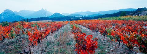 Framed Vineyards in autumn, Provence-Alpes-Cote d&#39;Azur, France Print
