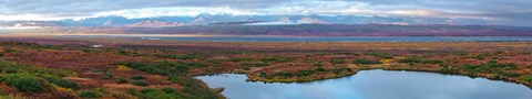 Framed Tundra landscape, Denali National Park, Alaska, USA Print