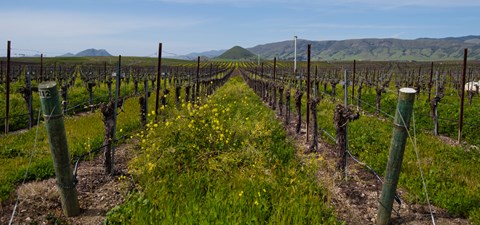 Framed Mustard plants growing in a vineyard, Edna Valley, San Luis Obispo County, California, USA Print