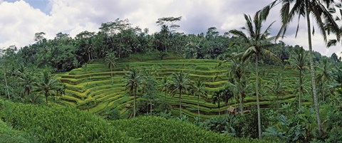 Framed Terraced rice field, Bali, Indonesia Print