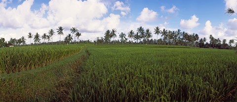 Framed Rice field, Bali, Indonesia Print