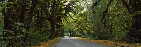 Framed Road passing through a rainforest, Hoh Rainforest, Olympic Peninsula, Washington State, USA Print