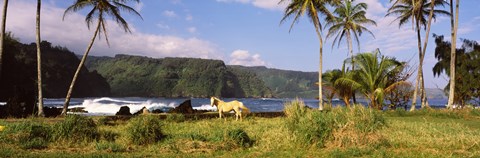 Framed Horse and palm trees on the coast, Hawaii, USA Print