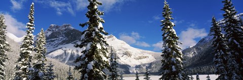 Framed Snow covered trees with mountain range in the background, Emerald Lake, Yoho National Park, Canada Print