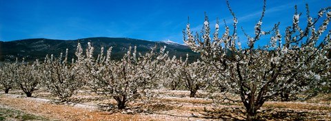 Framed Cherry blossom, Mont Ventoux, Provence-Alpes-Cote d&#39;Azur, France Print