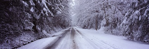 Framed Snow covered road passing through a forest, Fidalgo Island, Skagit County, Washington State Print