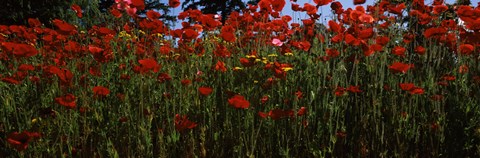 Framed Close up of  poppies in a field, Anacortes, Fidalgo Island, Washington State Print