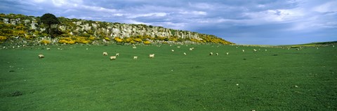 Framed Flock of sheep at Howick Scar Farm, Northumberland, England Print