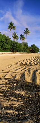Framed Palm trees on the beach, Rarotonga, Cook Islands, New Zealand Print