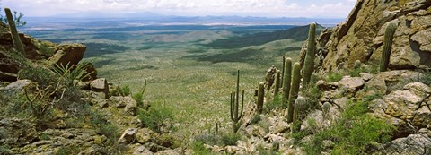 Framed Saguaro cactus, Tucson Mountain Park, Arizona Print