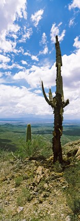 Framed Saguaro cactus on a hillside, Tucson Mountain Park, Tucson, Arizona Print