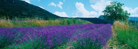 Framed Lavender field, Provence-Alpes-Cote d&#39;Azur, France Print