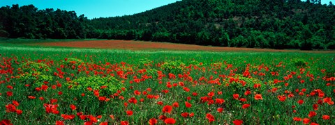 Framed Poppies in a field, Provence-Alpes-Cote d&#39;Azur, France Print