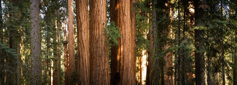 Framed Redwood trees in a forest, Sequoia National Park, California, USA Print