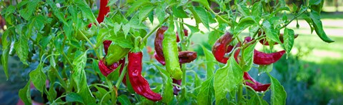 Framed Santa Fe Grande Hot Peppers on bush Print