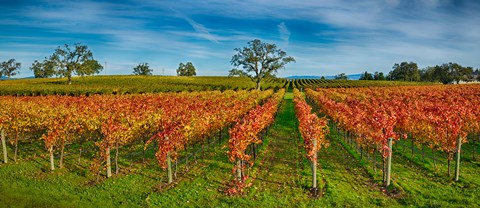 Framed Autumn vineyard at Napa Valley, California, USA Print