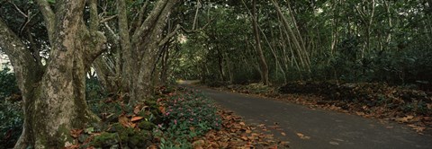 Framed Path passing through a forest, Maui, Hawaii, USA Print