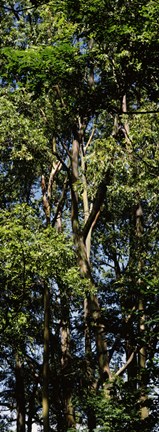 Framed Low angle view of a tree, Hawaii, USA Print