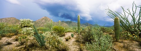 Framed Saguaro National Park, Tucson, Arizona Print
