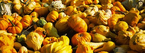 Framed Pumpkins and gourds in a farm, Half Moon Bay, California, USA Print
